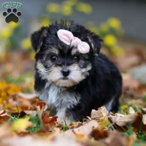 Pumpkin, Morkie / Yorktese Puppy